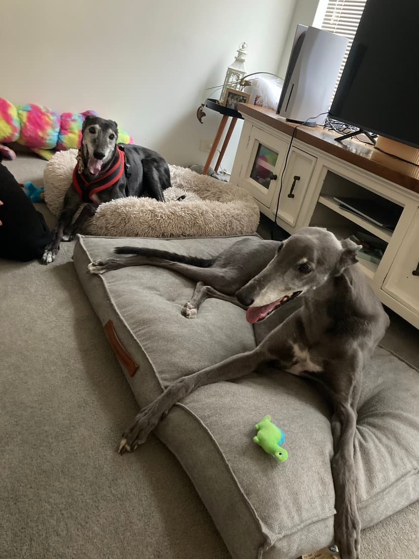 Carly's Yummy Treats - Carly