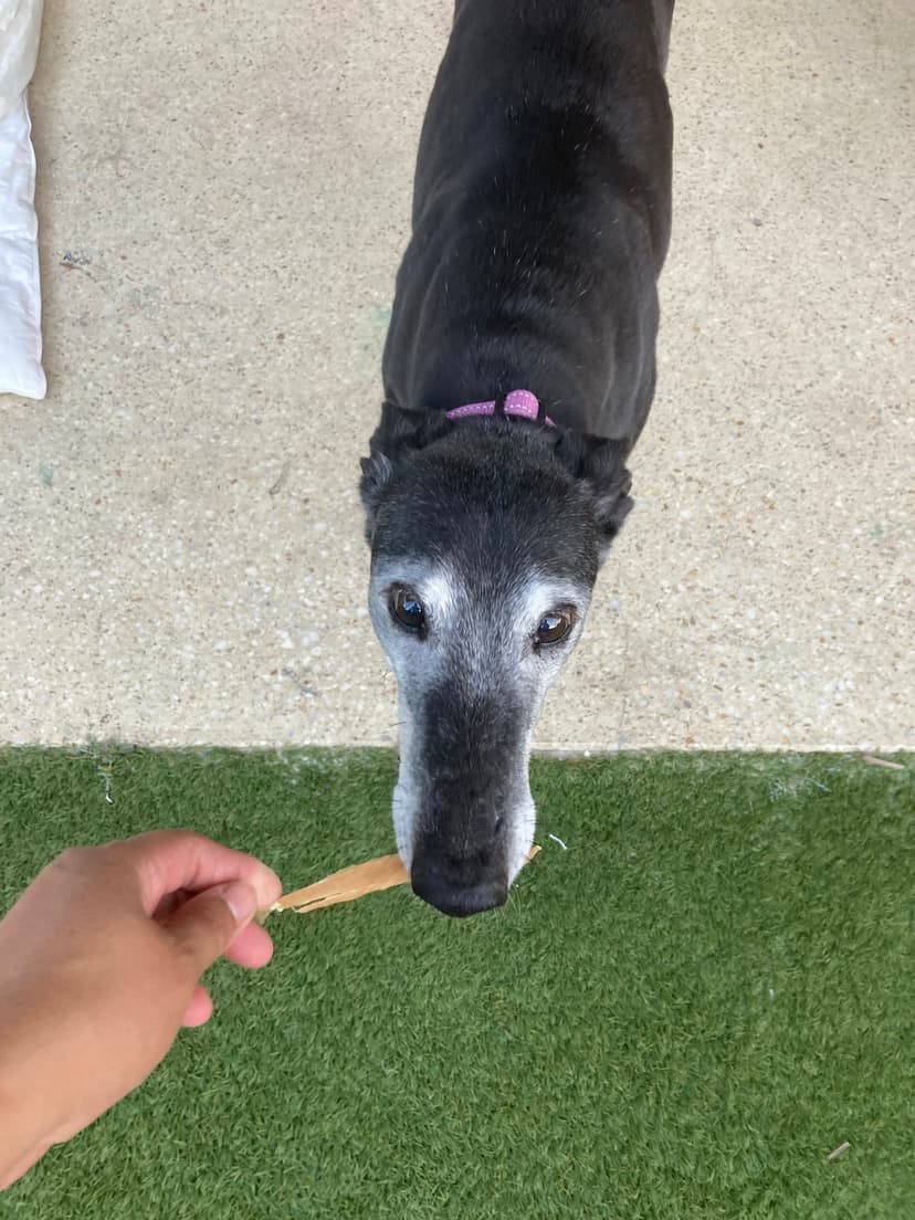 Carly's Yummy Treats - Carly