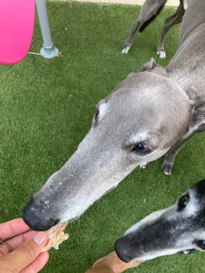 Carly's Yummy Treats - Carly