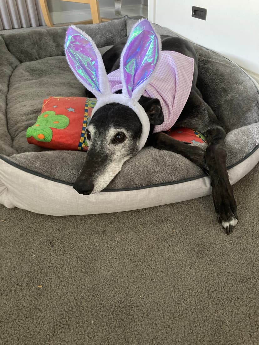 Carly's Yummy Treats - Carly